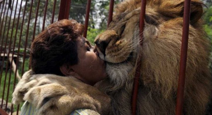 Un lion sauvé dit au revoir à son sauveur après 20 ans de vie commune