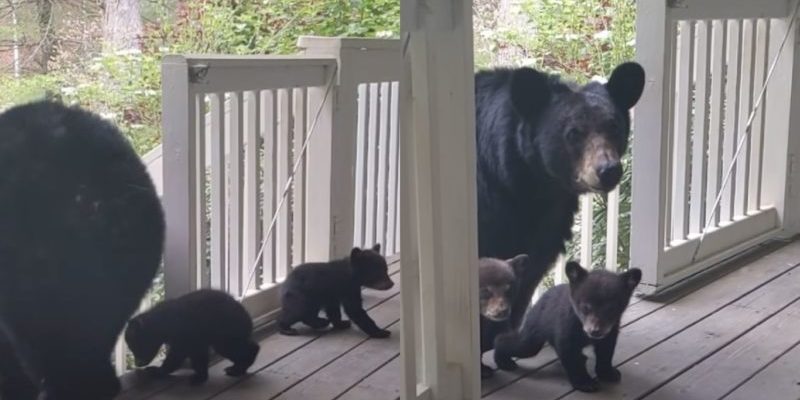 L’homme est ami avec l’ourse depuis de nombreuses années, puis elle amène ses nouveaux oursons à sa rencontre