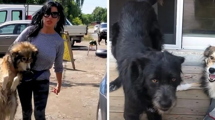 Une femme a reporté ses vacances pour sauver deux adorables chiens errants
