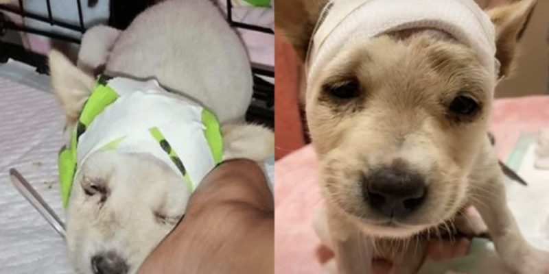 Un chiot sans-abri au crâne fissuré surprend les vétérinaires lorsqu’il se réveille prêt pour une nouvelle vie