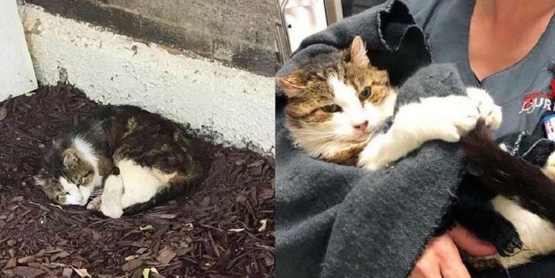 Le chat a vécu longtemps sous les escaliers dans la boue et gelé, et maintenant il a un canapé moelleux à sa disposition