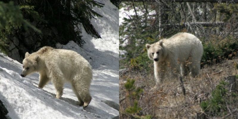 Ours polaire grizzly incroyablement rare repéré dans le parc national de Banff au Canada