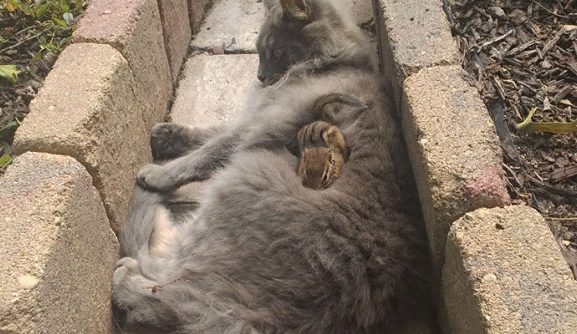 Le chat s’est lié d’amitié avec un tamia qui s’est couché sur lui et ils n’ont pas arrêté de se faire des câlins