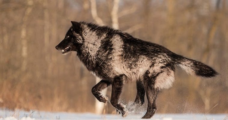 Un loup de la forêt noire unique découvert dans l’une des forêts du Minnesota