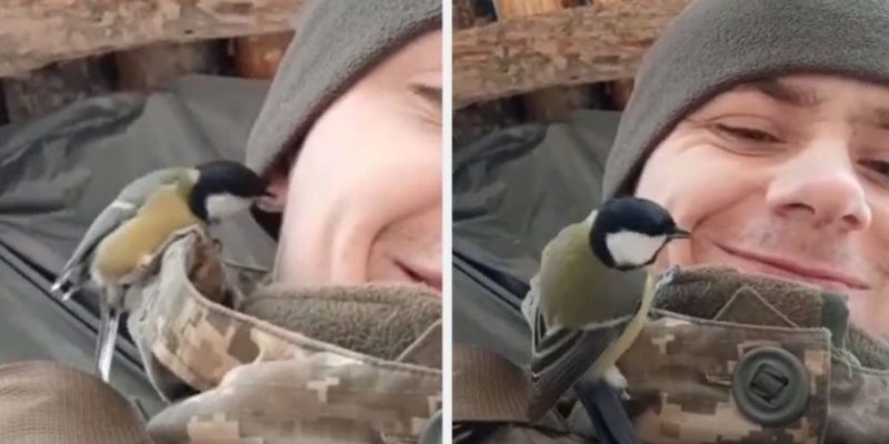Un petit oiseau éclaire un soldat ukrainien en première ligne