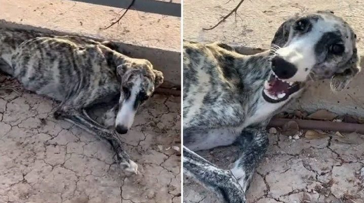 Une femme a trouvé le chien maigre le plus triste et l’a ramené à la maison