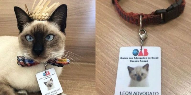 Un chat nommé Leon est officiellement embauché et a signé un contrat avec une empreinte de patte