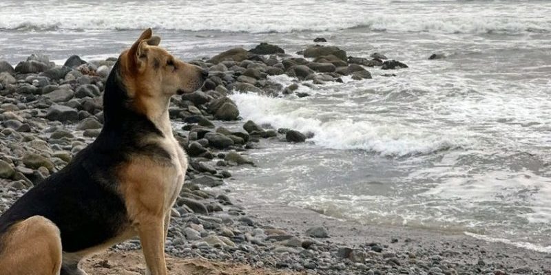 Le chien va tous les jours à la plage pour attendre au bord de l’océan son propriétaire, un pêcheur décédé en mer