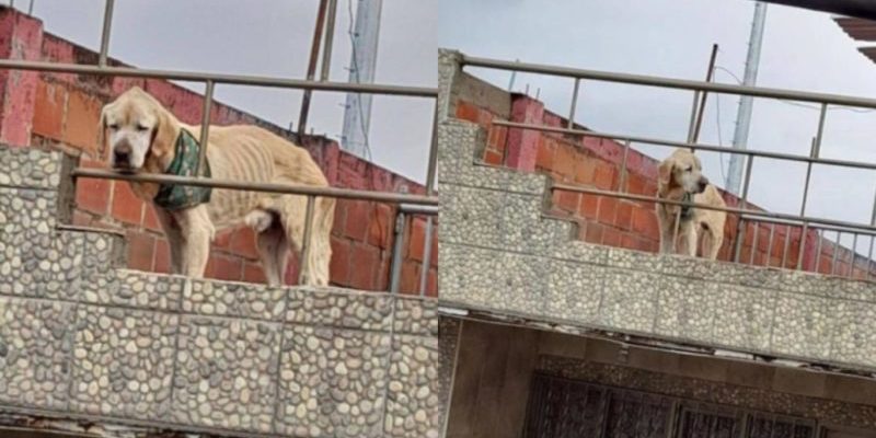 Avec le regard le plus triste et ses os bien en vue, le chien traînait sur le toit de la maison pendant des jours