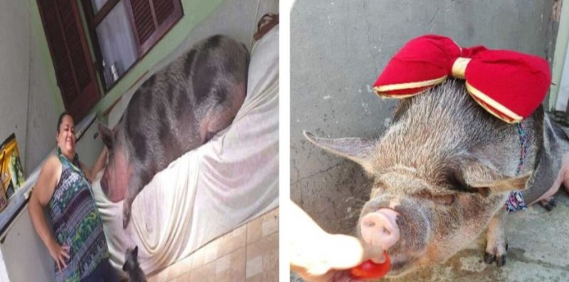 Une femme brésilienne a acheté un cochon qui s’est transformé en véritable phénomène