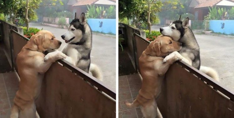 Husky court hors de la porte ouverte pour rencontrer son meilleur ami