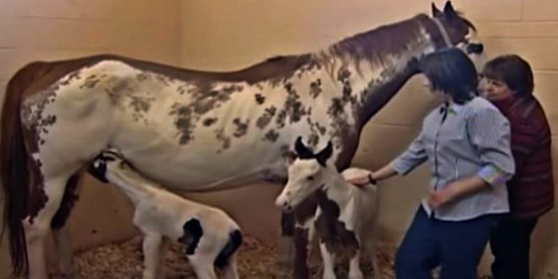 Ce vieux cheval a pu donner naissance à deux rares poulains en bonne santé