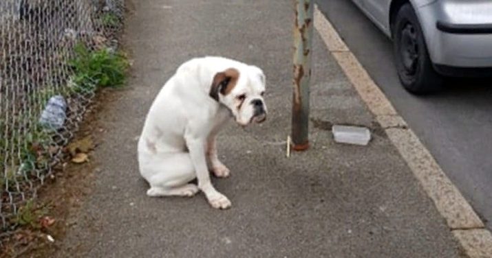 Les propriétaires ont abandonné ce chien et l’ont attaché à un poteau, et il s’est assis avec des yeux tristes et a attendu qu’ils reviennent