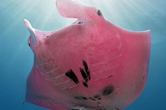 Un plongeur découvre une raie manta rose très rare et majestueuse