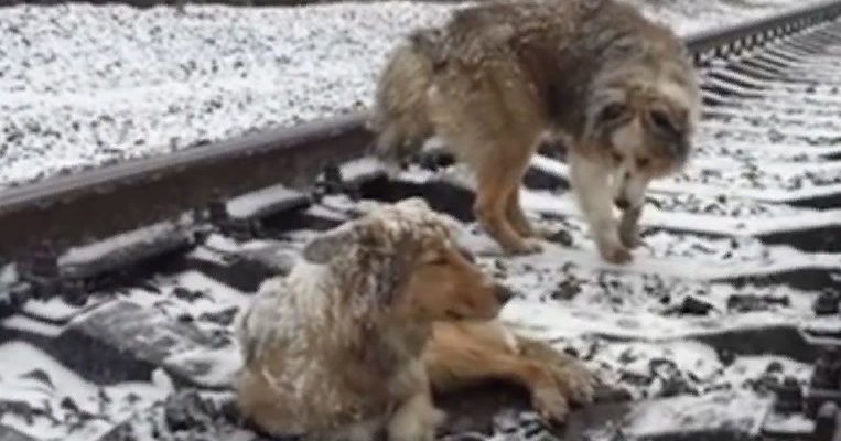 Un chien blessé est resté coincé sur les voies ferrées pendant 2 jours sous la protection d’un frère fidèle qui a refusé de partir