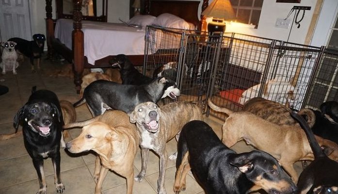 Une femme a adopté 97 chiens errants chez elle lors d’une terrible tempête