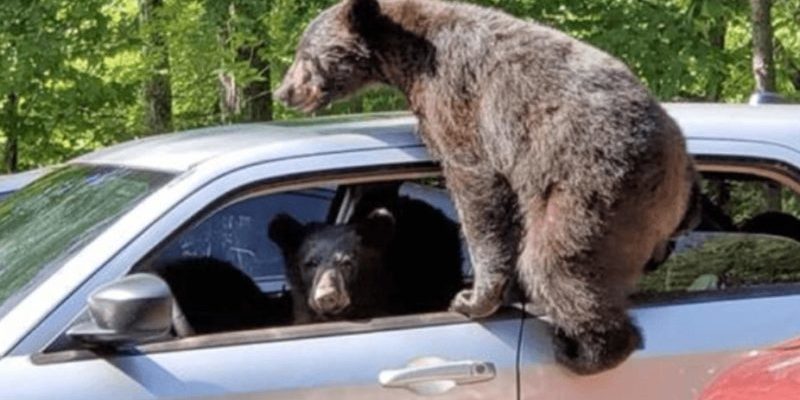 L’homme est sorti et a remarqué une famille d’ours glissant vers sa voiture