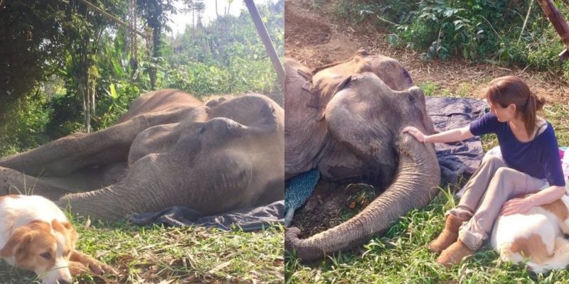 Le chien refuse de se séparer de son ami éléphant dans les dernières heures de sa vie