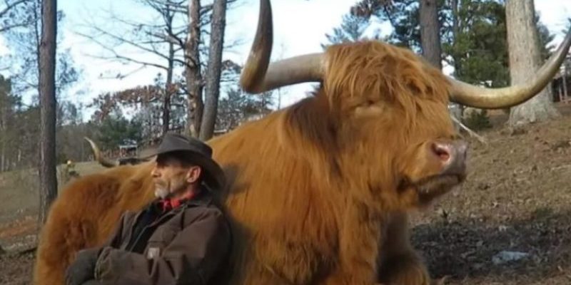 Le cow-boy aide la vache et à partir de ce moment sa vie change