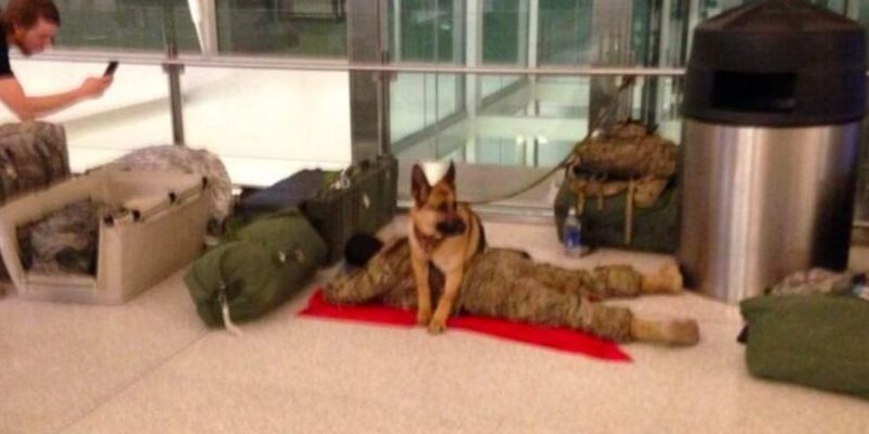 Un chien militaire monte la garde pour protéger un soldat endormi à l’aéroport