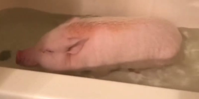 Pickle : le mini cochon est le plus doux de tous lorsqu’il souffle des bulles de savon dans le bain