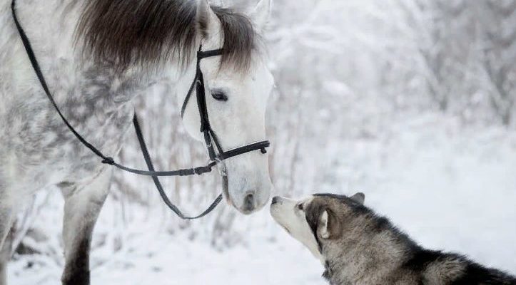 Un beau cheval gris et un Malamute d’Alaska créent un lien unique et sont photographiés lors d’une séance photo enneigée