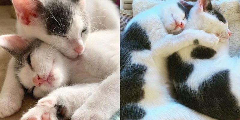 Des chatons presque identiques ne se séparent jamais après avoir été sauvés ensemble