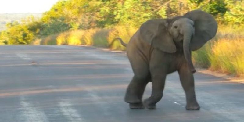 L’éléphant danse sur le chemin pour les touristes de safari dans le parc Kruger en Afrique du Sud