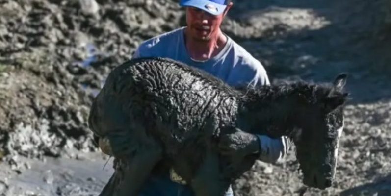 Une famille sauve un cheval sauvage coincé dans la boue sous le regard impatient de sa mère