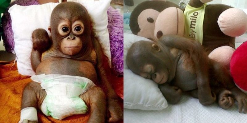 Un bébé orang-outan affamé laissé pleurer dans un poulailler a enfin reçu des soins affectueux
