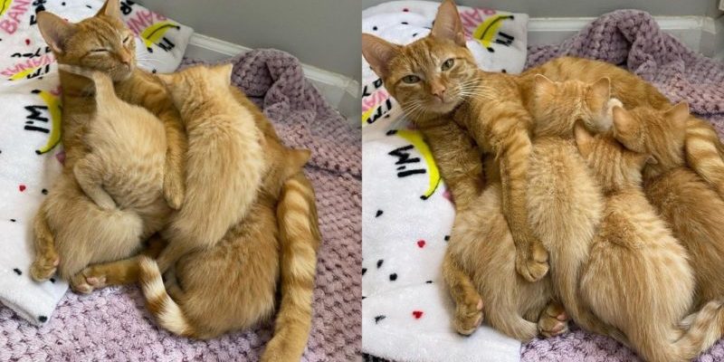 Chat trouvé au sous-sol avec 4 chatons dans un panier par un nettoyeur