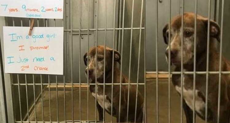 Un chien solitaire attend au refuge depuis plus de 7 ans et supplie quelqu’un de lui donner une seconde chance