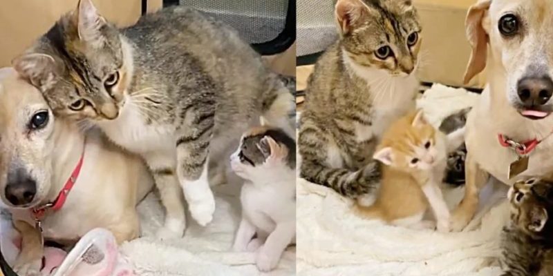 Un chat se lie d’amitié avec le chien de la famille qui décide de l’aider à s’occuper de ses chatons exigeants.