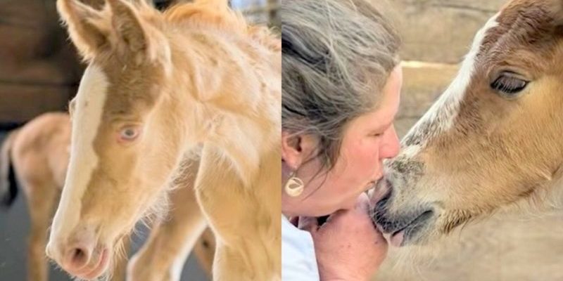 Une femme bienveillante sauve des chevaux non désirés laissés pour morts dans un monde d’élevage cruel