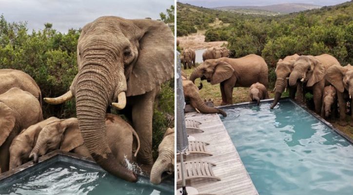Un troupeau d’éléphants est venu visiter pour se rafraîchir dans la piscine et boire de l’eau de la chaleur