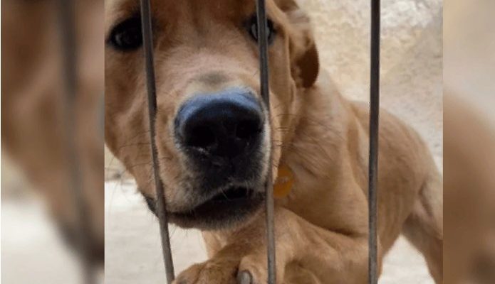 Il pleure de tristesse et refuse de manger après avoir été abandonné 3 jours après l’adoption