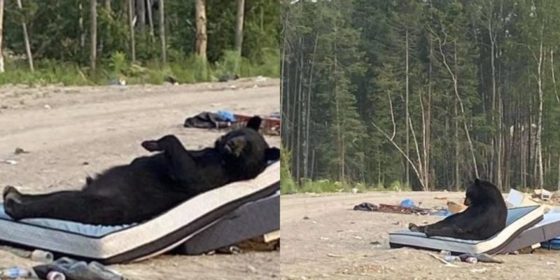 La caméra a capturé un ours noir allongé sur un matelas abandonné près d’une décharge