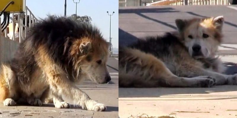 Un chien âgé abandonné dans une station d’épuration dangereuse est tombé dans les égouts et sent la pourriture