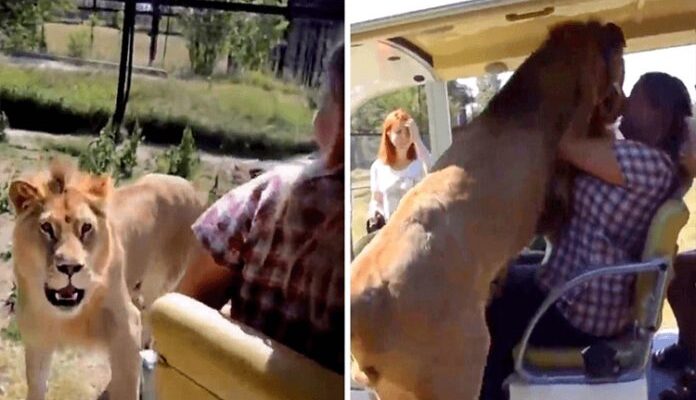 Un lion sauvage saute dans un véhicule de safari ouvert et s’écrase sur le visage d’une femme