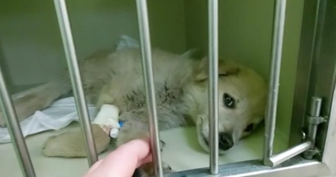 Un chiot malade est resté dans la rue sous un tuyau pendant 3 jours, un chien errant et un vétérinaire lui ont sauvé la vie