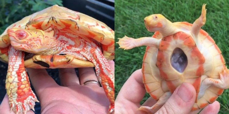 Apparemment, les tortues albinos ressemblent à des dragons de feu