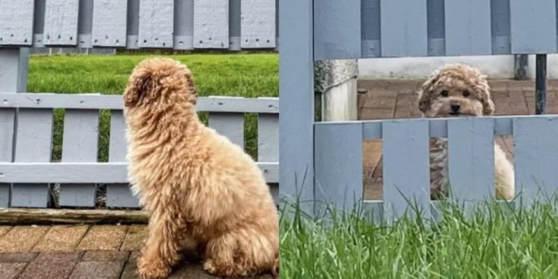 Ce petit chien est ravi parce que sa famille lui a construit une fenêtre de clôture