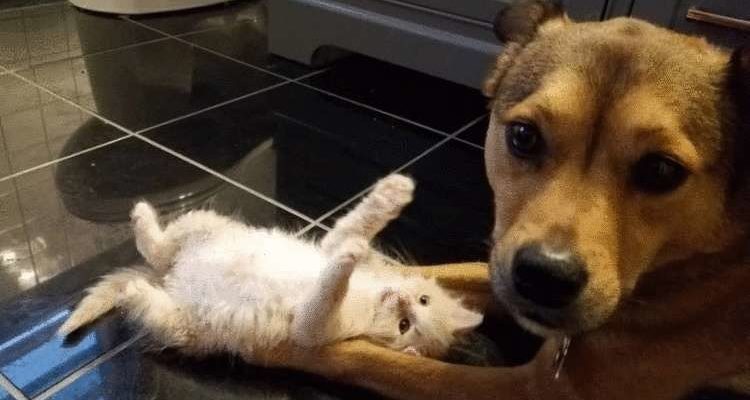 Le chien n’est pas passé indifféremment devant le panier du chaton et est ainsi devenu son parent nourricier