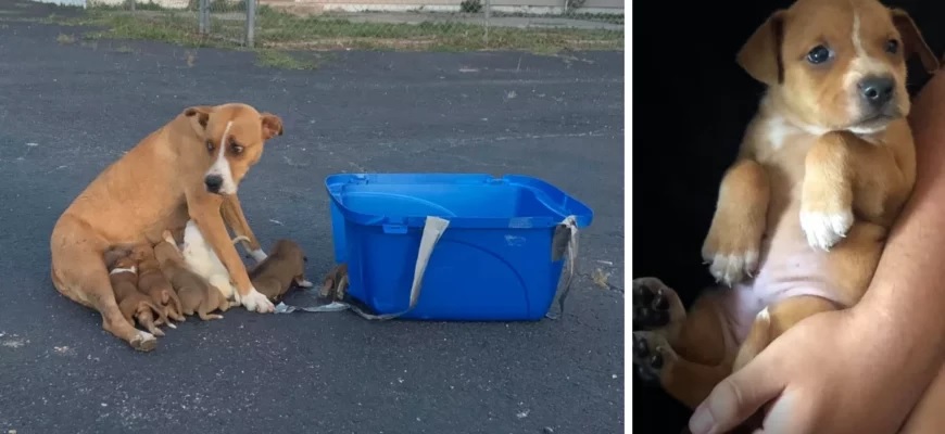 Une mère de chien terrifiée abandonnée avec 9 chiots dans le parking de l’église trouve une nouvelle vie
