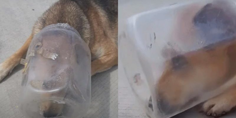Un chien épuisé avec un bocal sur la tête a commencé à s’étouffer par manque d’air