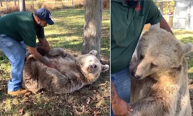 Un ours orphelin retrouve son sauveur humain après des années de séparation