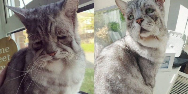 Un chat atteint du syndrome d’Ehlers-Danlos trouve enfin sa maison pour toujours avec son meilleur ami édenté