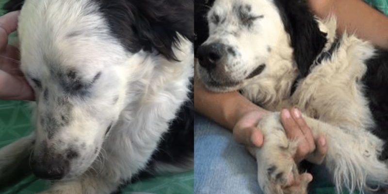 Le chien sans sommeil s’est allongé à côté de la femme et a fermé les yeux pour la première fois depuis son sauvetage