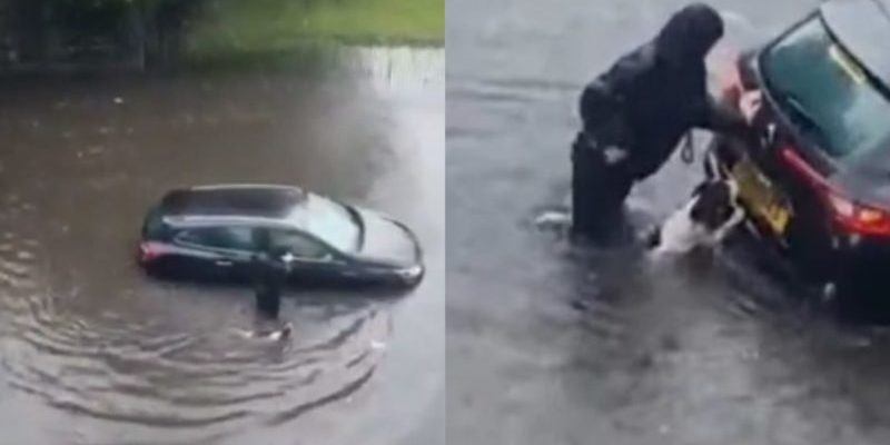 Chien aide son propriétaire à pousser la voiture d’un inconnu hors de la route inondée