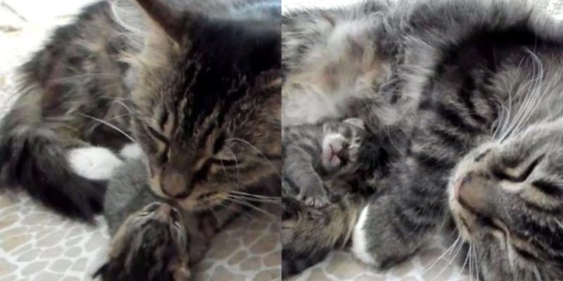 Le chaton est né 4 jours plus tard que les autres et ne quitte jamais la mère chatte